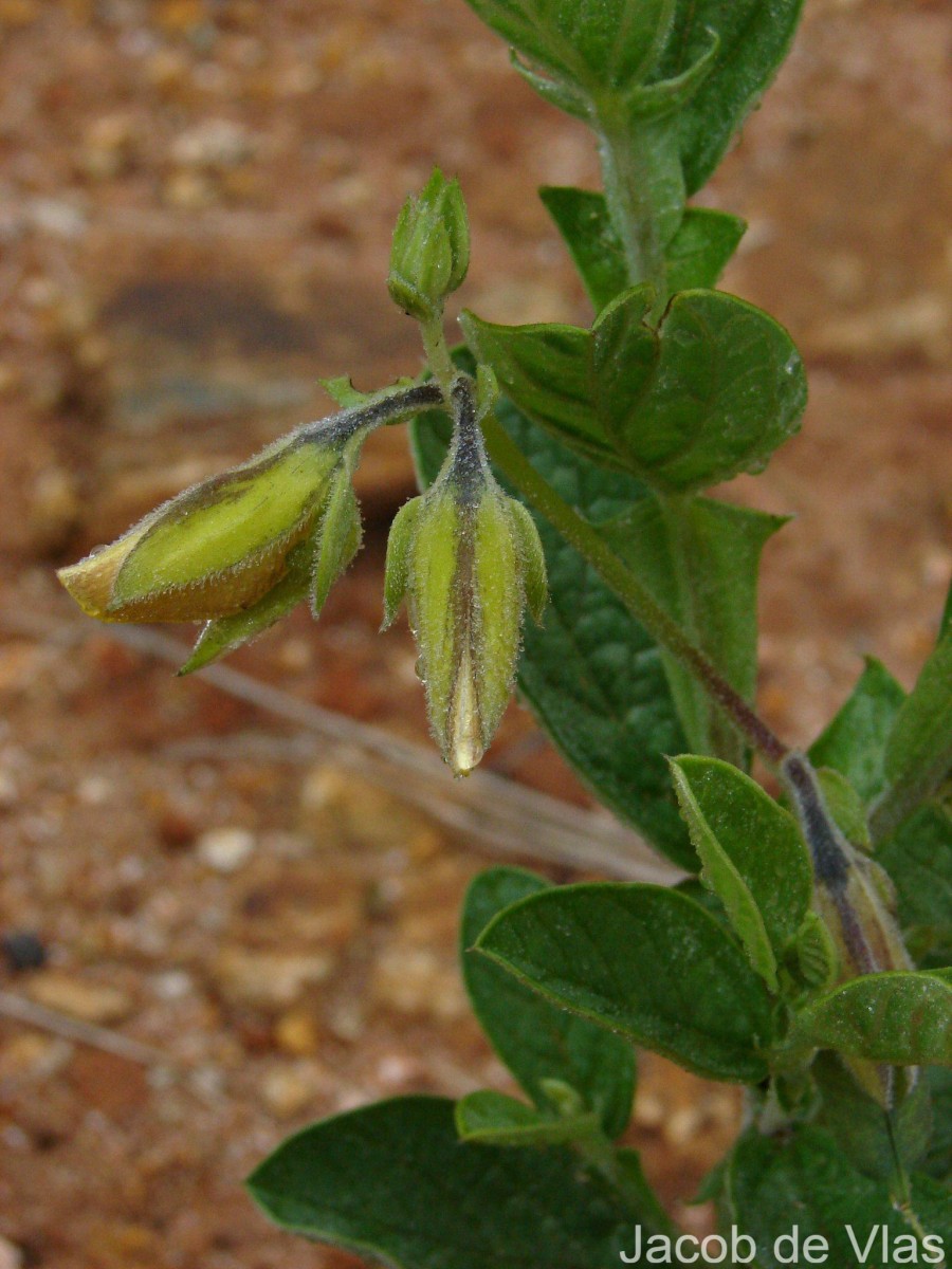 Crotalaria scabrella Wight & Arn.